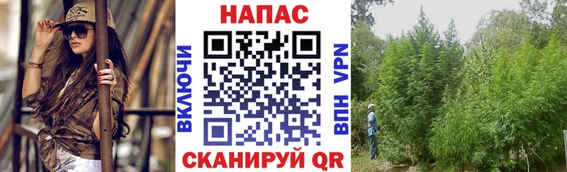 Марихуана сатива  Дубовка 